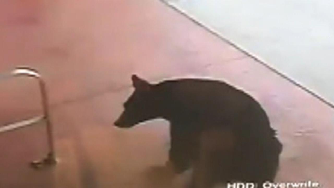 Bear walks into Connecticut liquor store