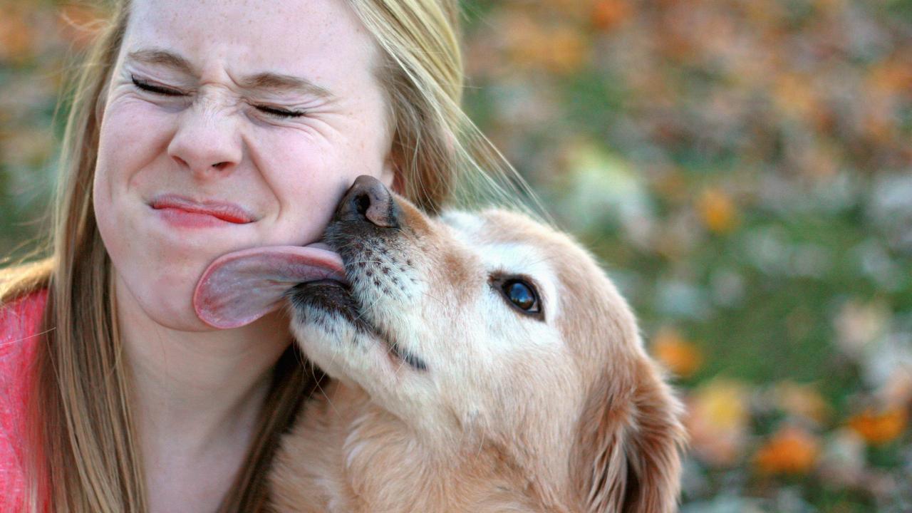 Do dogs licks heal human wounds