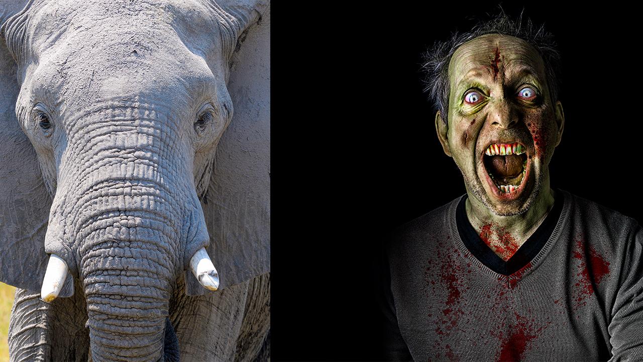 Rare ‘zombie’ gene that fights cancer found in elephants