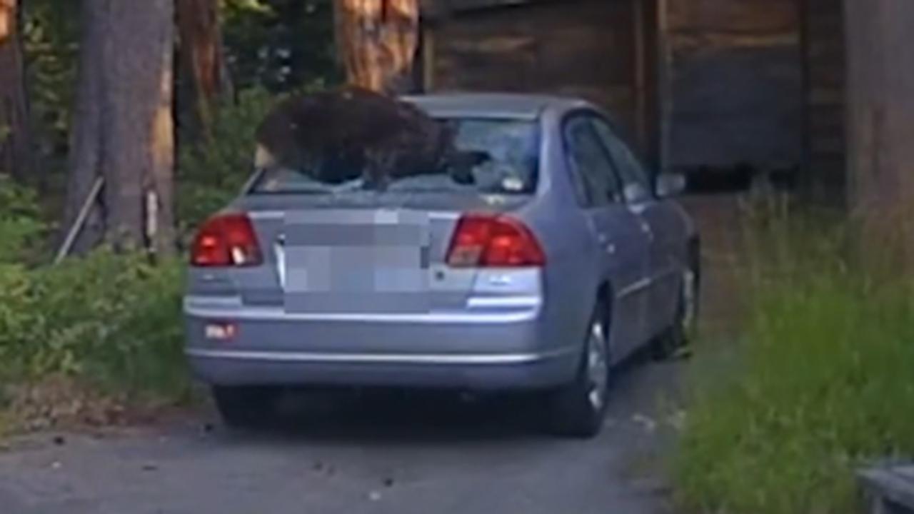 Cop shoots out back window to free bear from car