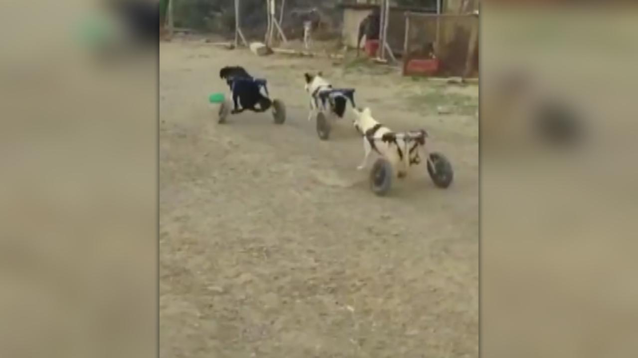 Video: Several wheelchair-bound dogs enjoy playtime