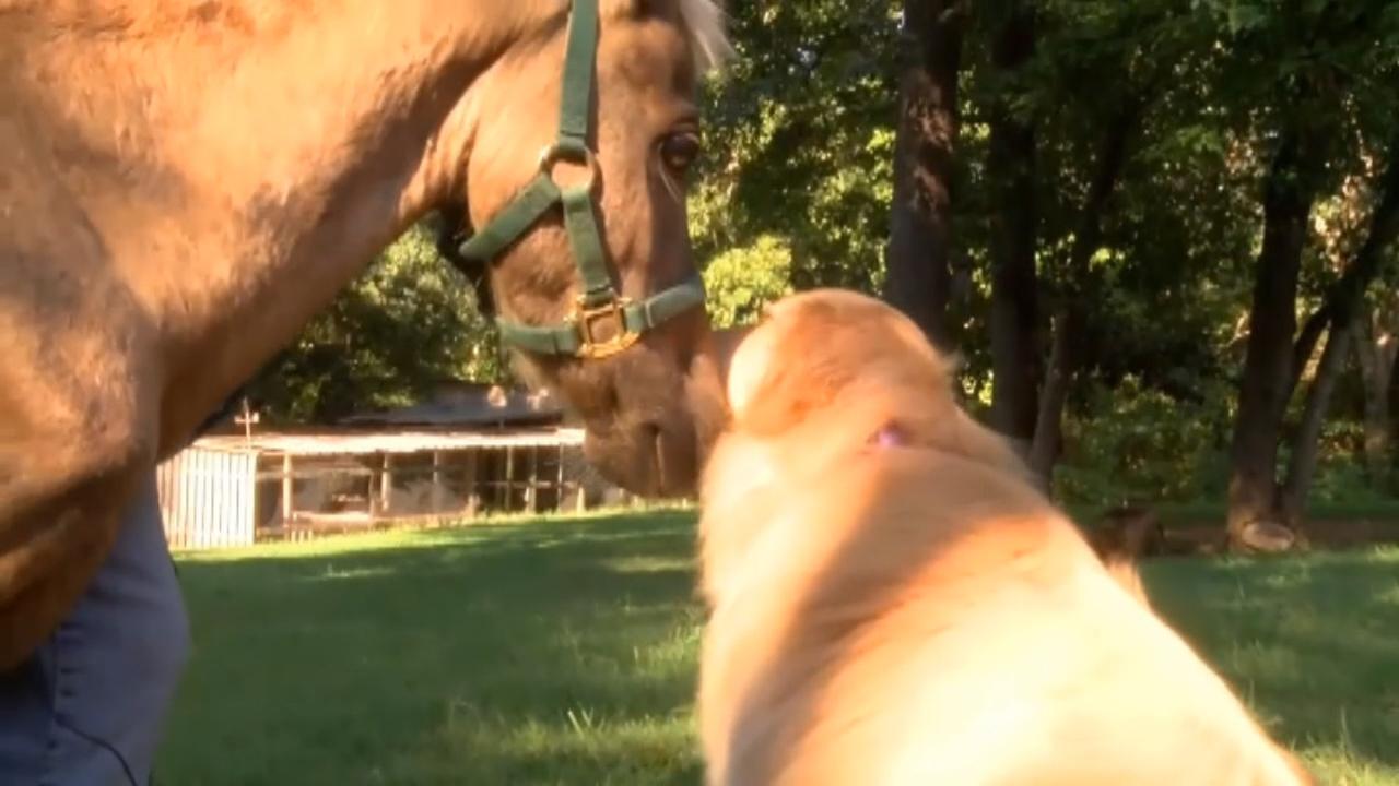 Viral video: Dog nurses horse back to health