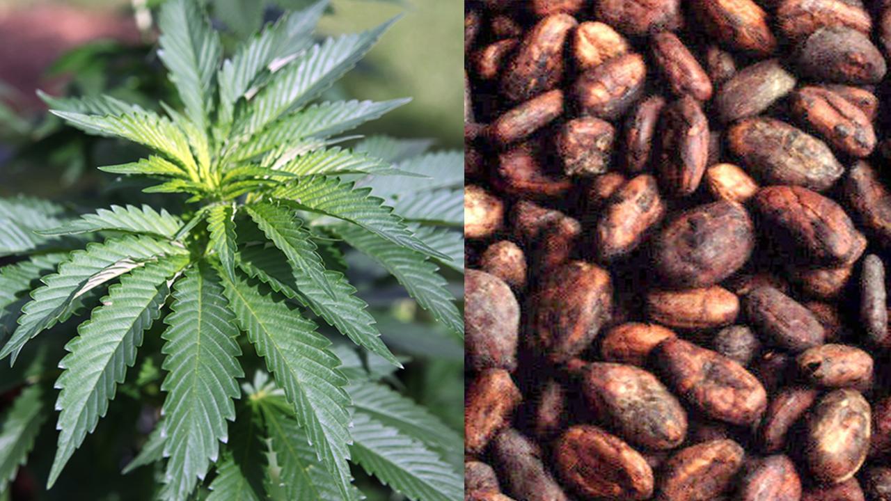 “CBD is a chemical from cannabis we should be using,” founder of the CBD-based Flower Power Coffee Co. Dr. Craig Leivent tells Fox News. A look at what exactly CBD-infused coffee is and why it could be in a coffee shop near you in the coming months.