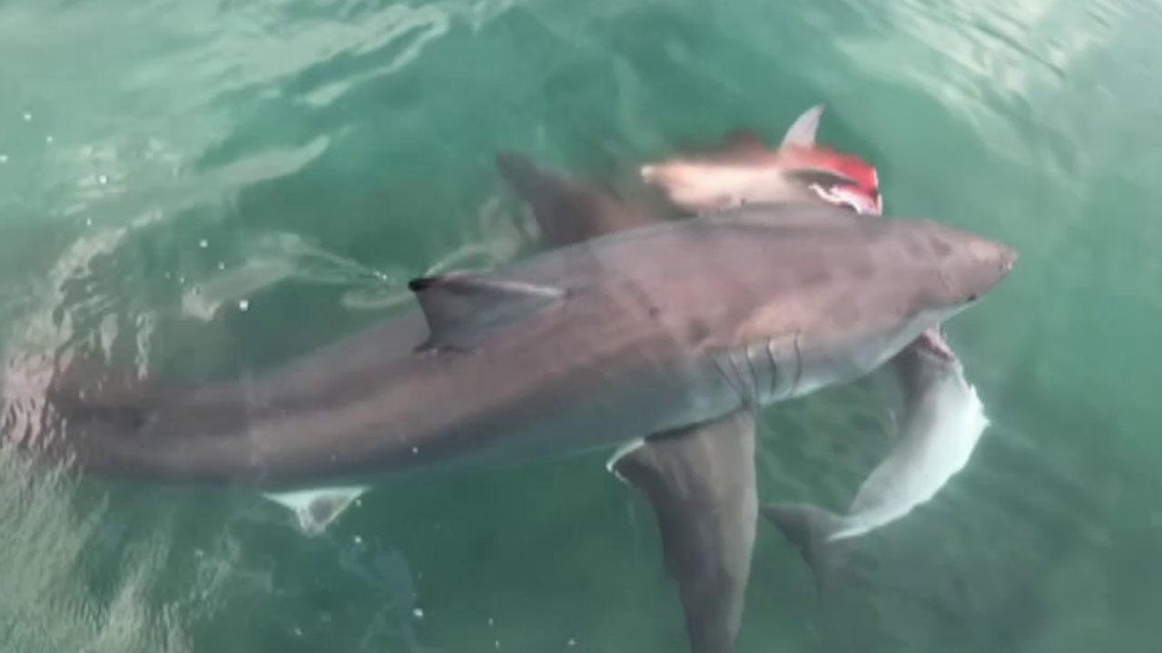 Great white shark kills dolphin, loses meal to bigger shark 