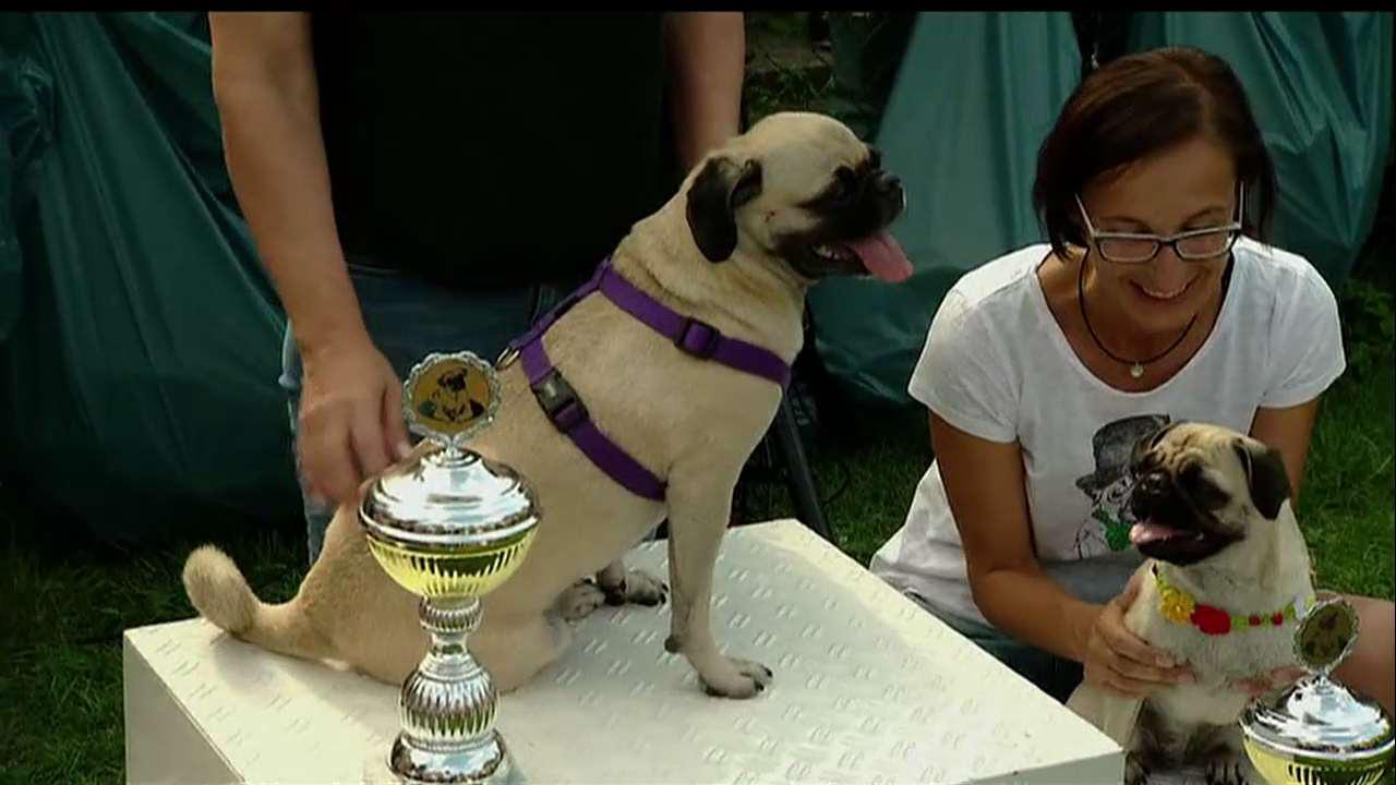 Berlin pug race crowns triple victor, Emma The Pug.