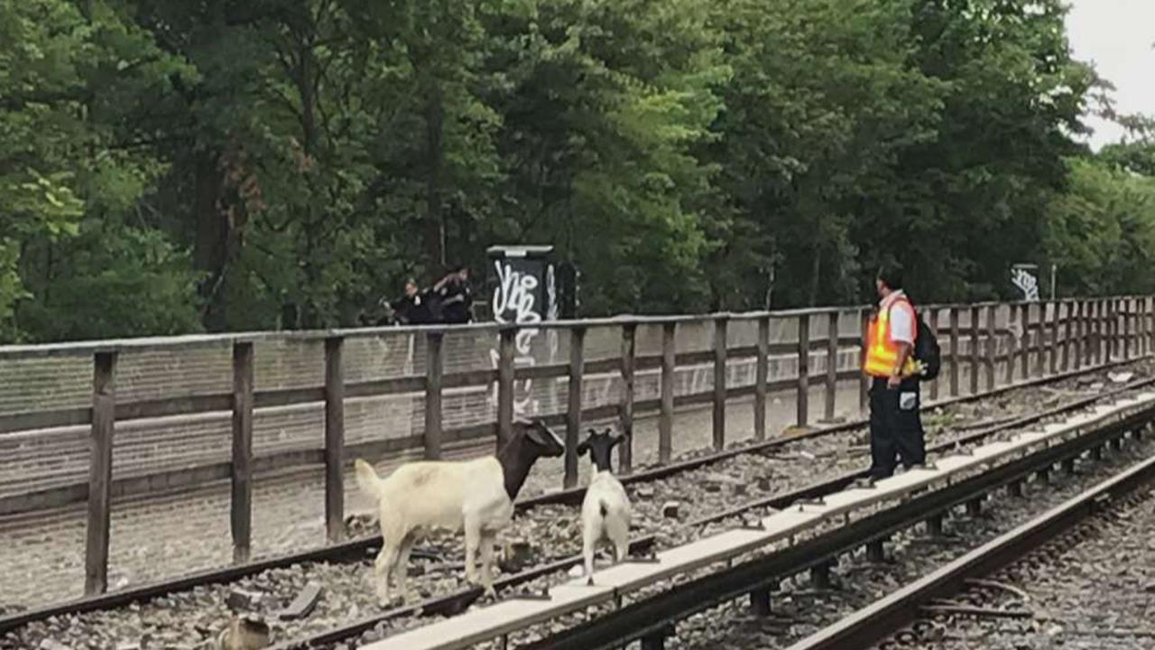 Goats block trains on New York City subway