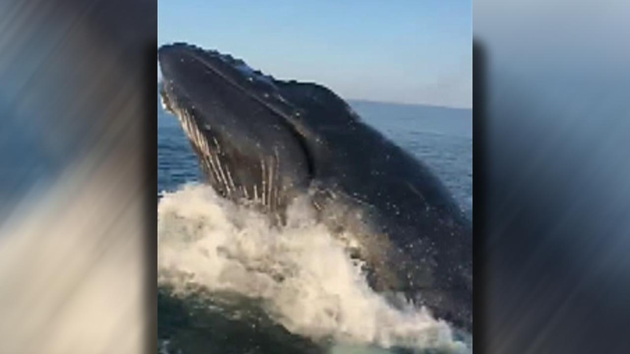Whale surfaces just feet away from Massachusetts man's boat