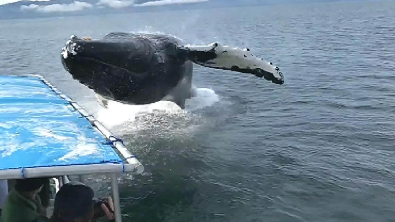 Raw video: Humpback soaks whale watchers