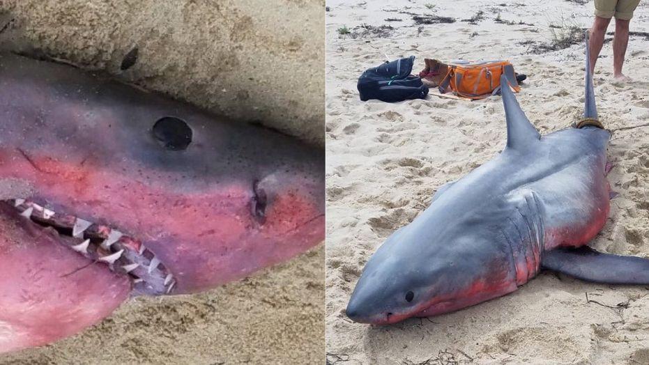 Great white shark washed ashore in Massachusetts with red hue