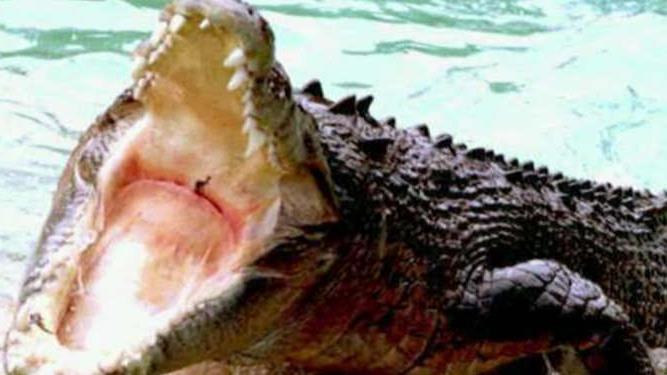 The case for not killing alligators