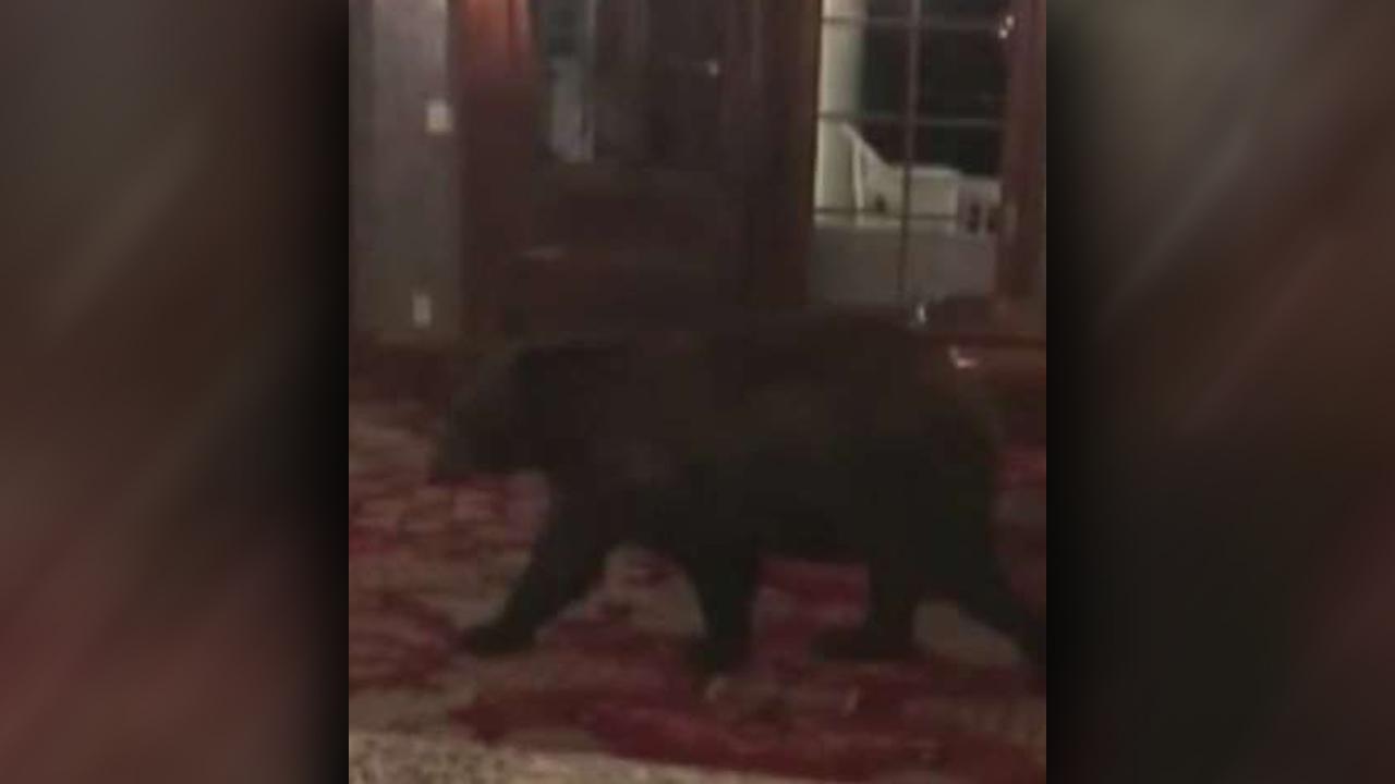 Bear wanders into 'The Shining' hotel in Colorado