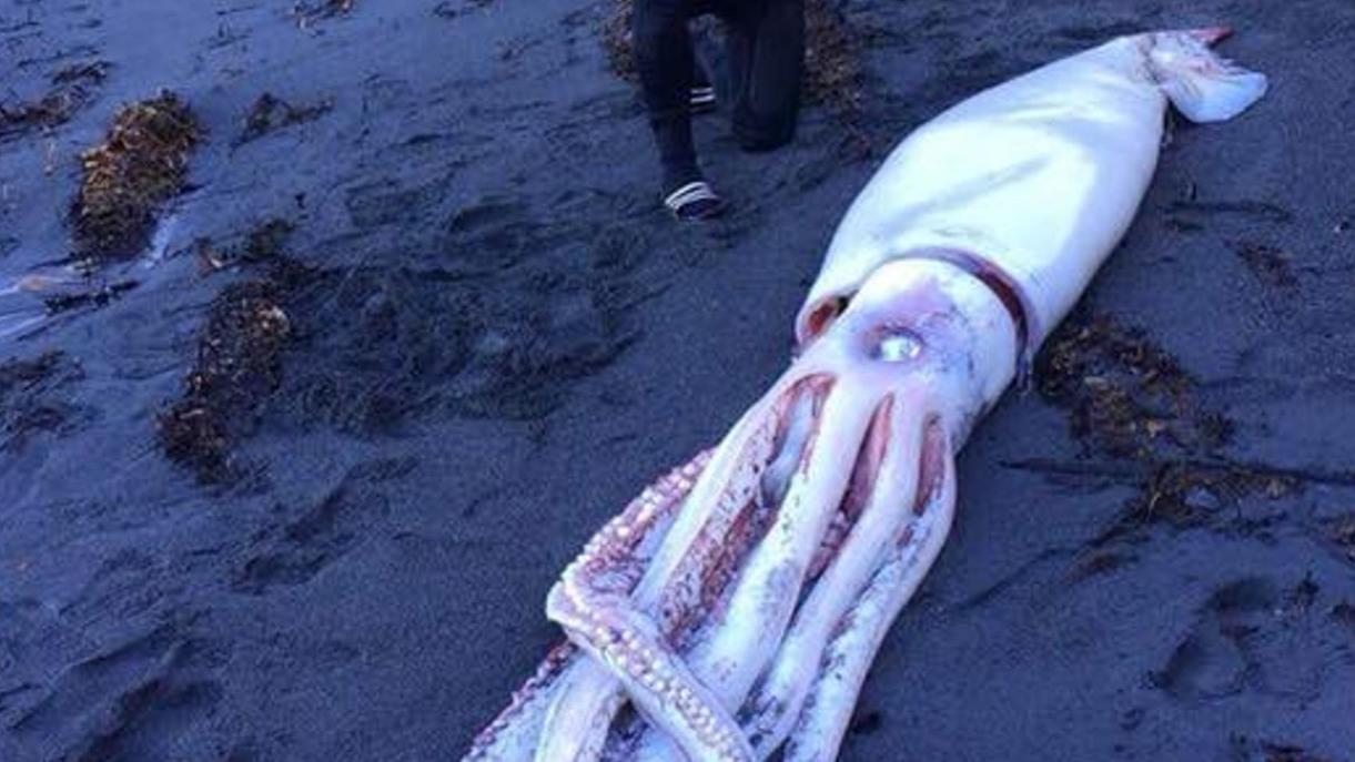 Giant squid washes ashore in New Zealand