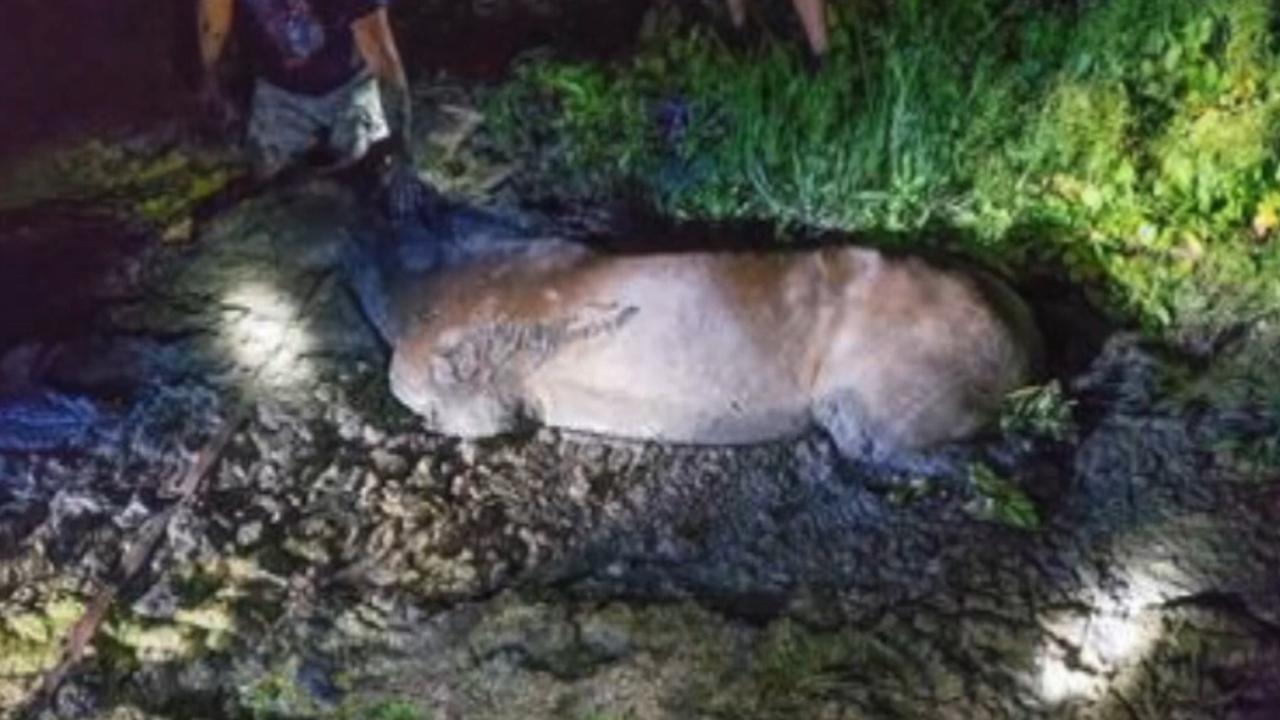 Firefighters in Colorado rescue horse from mud pit