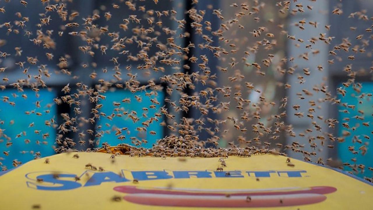 Times Square street shut down after bees swarm hot dog cart
