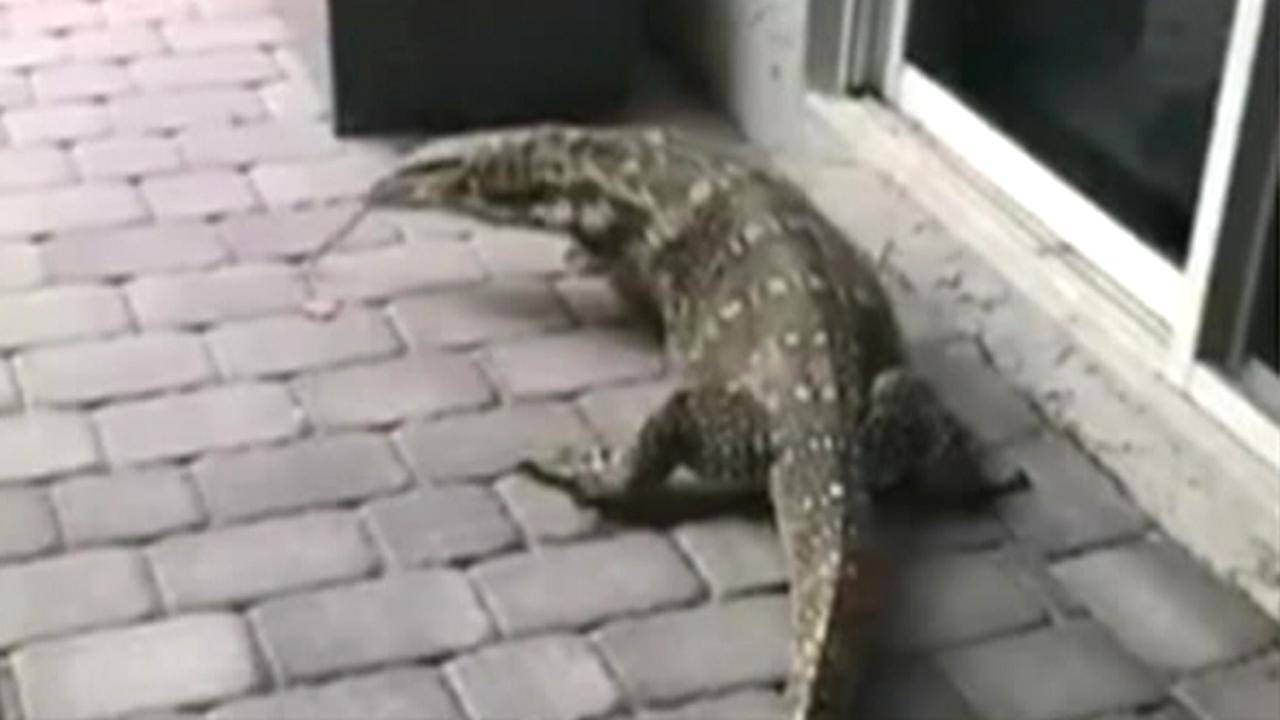 6-foot lizard terrorizes Florida family
