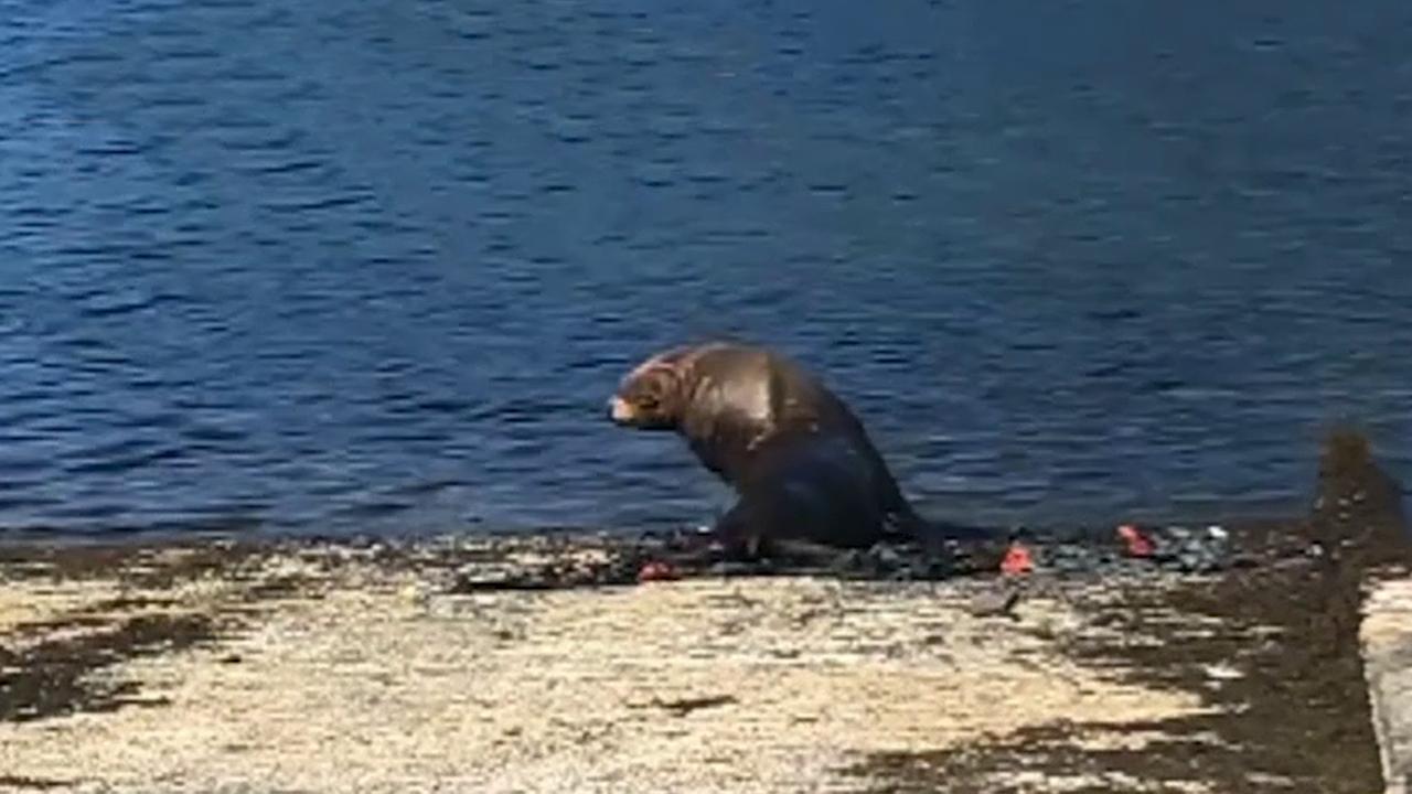 Sea lion rescued, back at sea after spending 4 days on land