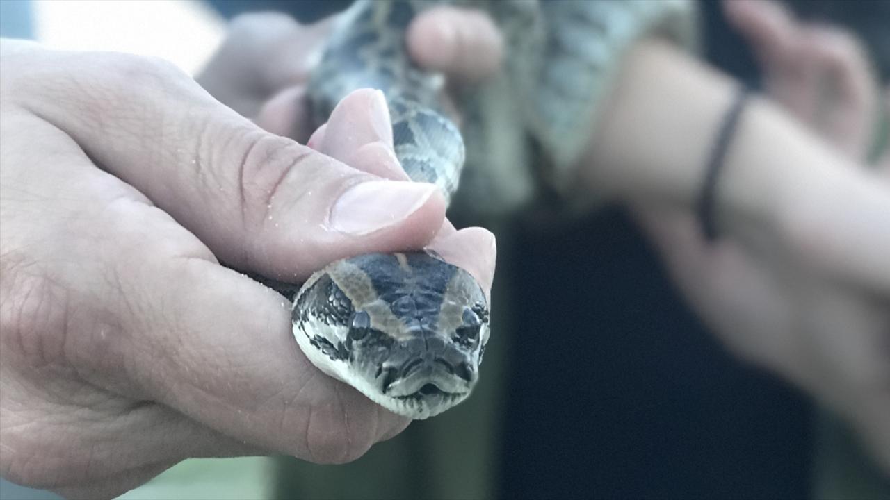 Hybrid pythons could threaten beyond Florida Everglades