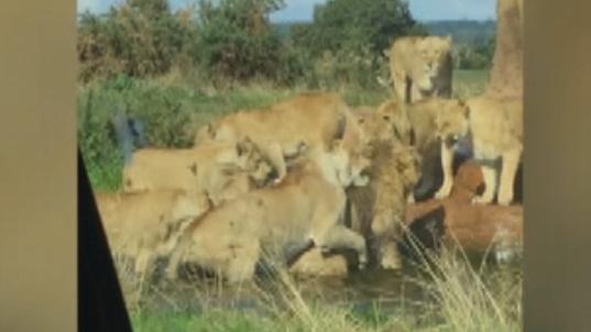Nine lionesses attack lion as horrified visitors look on 
