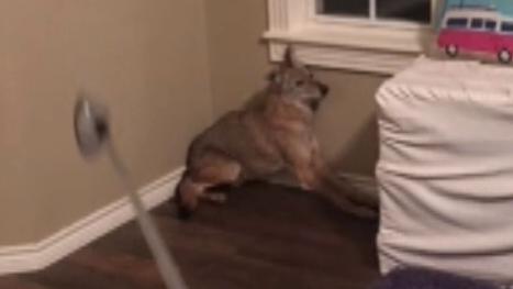 Oklahoma woman wakes up to find a coyote in her bedroom