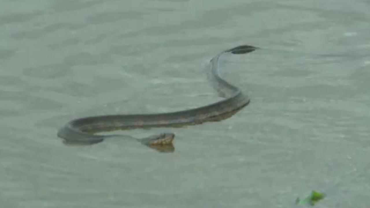 Snakes swimming in North Carolina flood waters