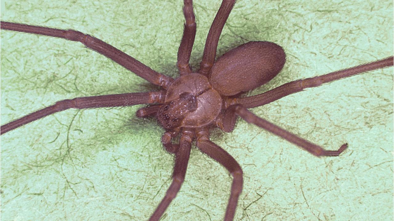 30 venomous brown recluse spiders invade Georgia house