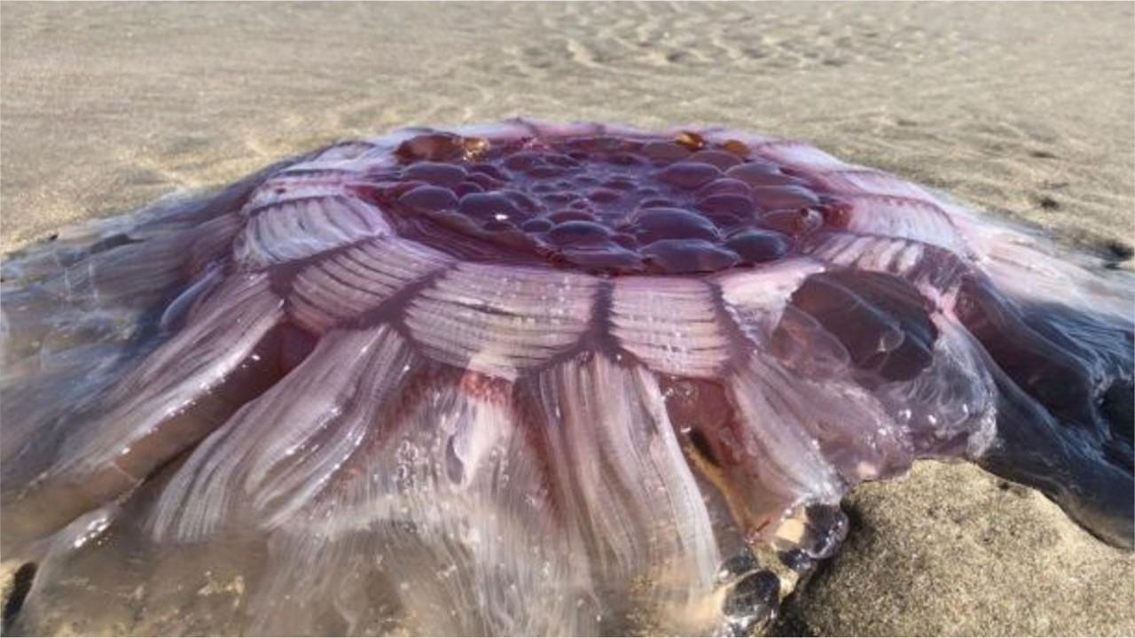Giant sea creature discovered on beach