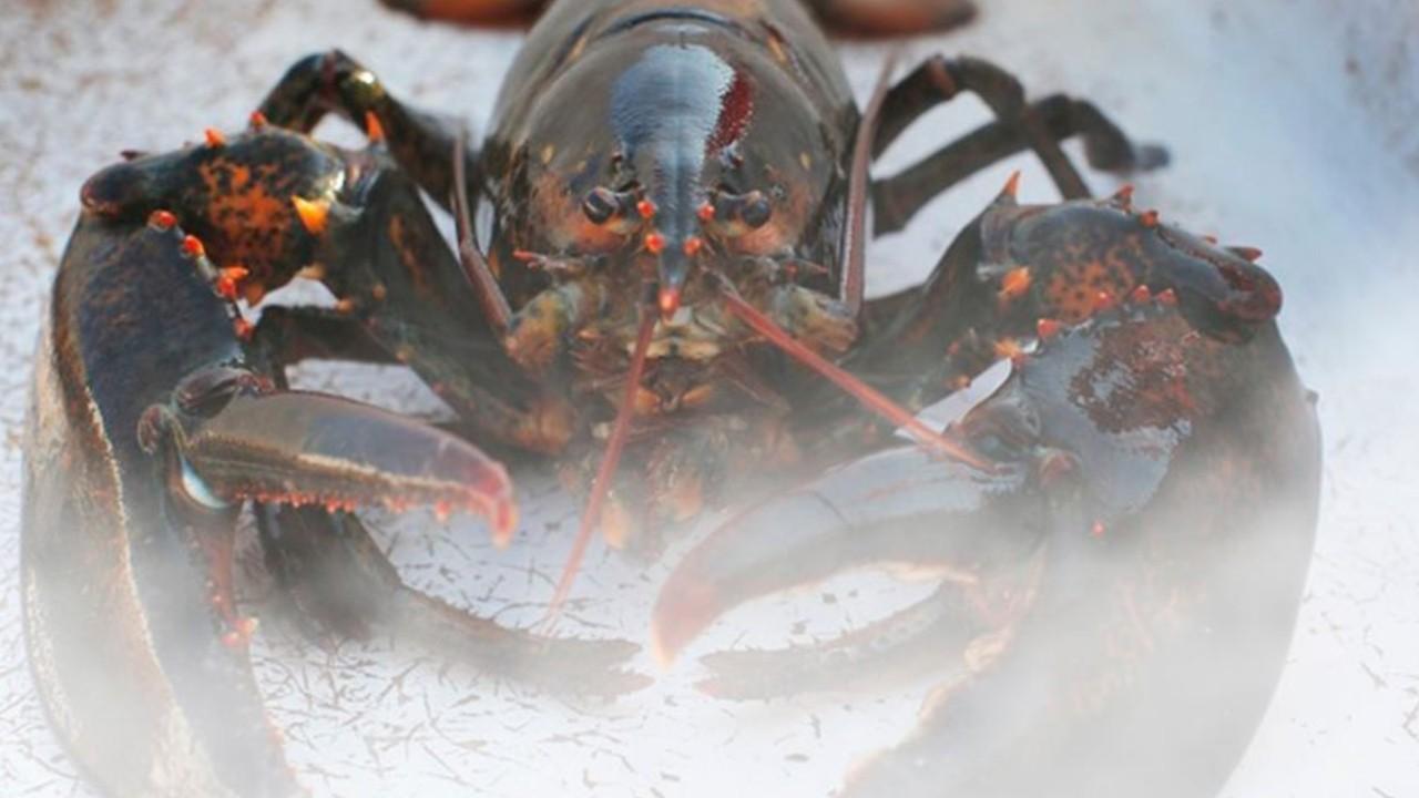 Maine restaurant to get lobsters high off marijuana smoke before killing them: 'It is more humane'