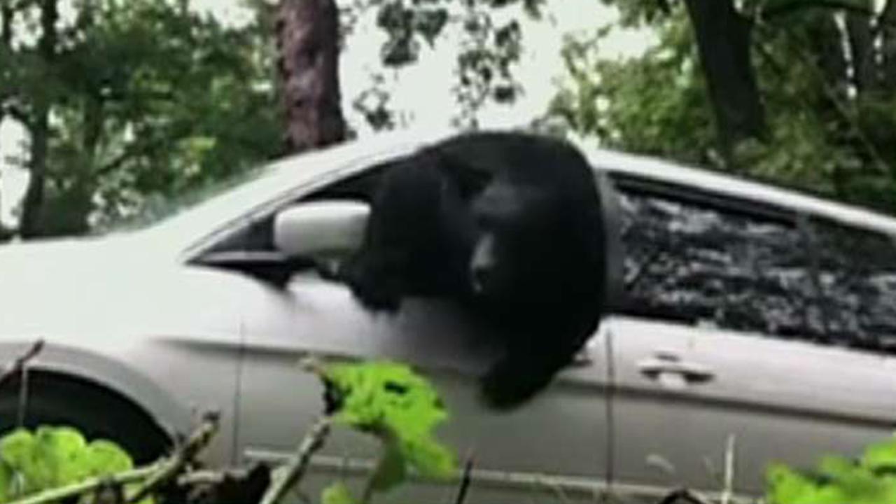 Trapped bear breaks through window to escape from minivan