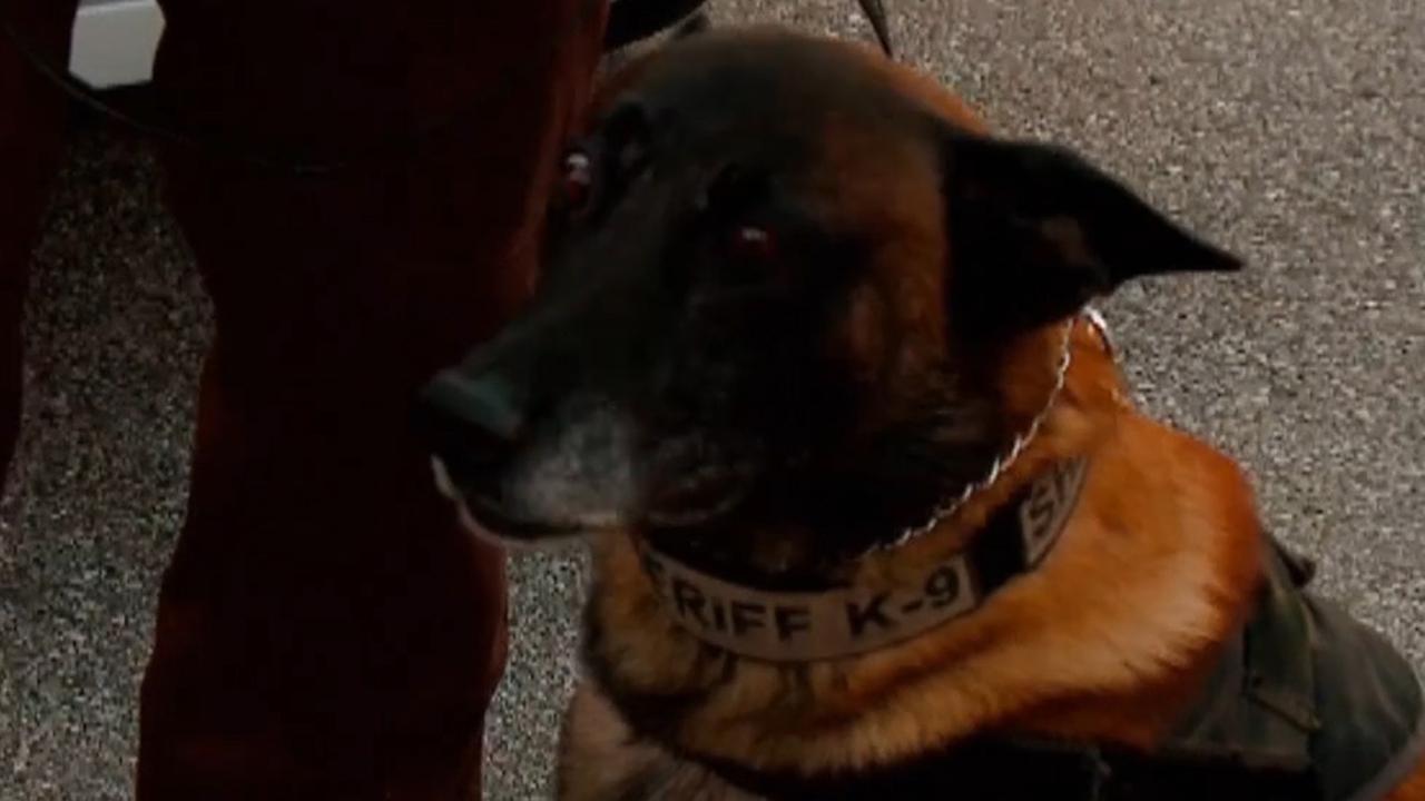 New K-9 officer has big paws to fill in Indiana