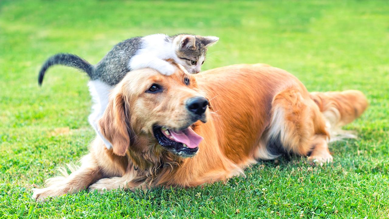 FDA warns flea and tick meds linked to neurological problems in pets