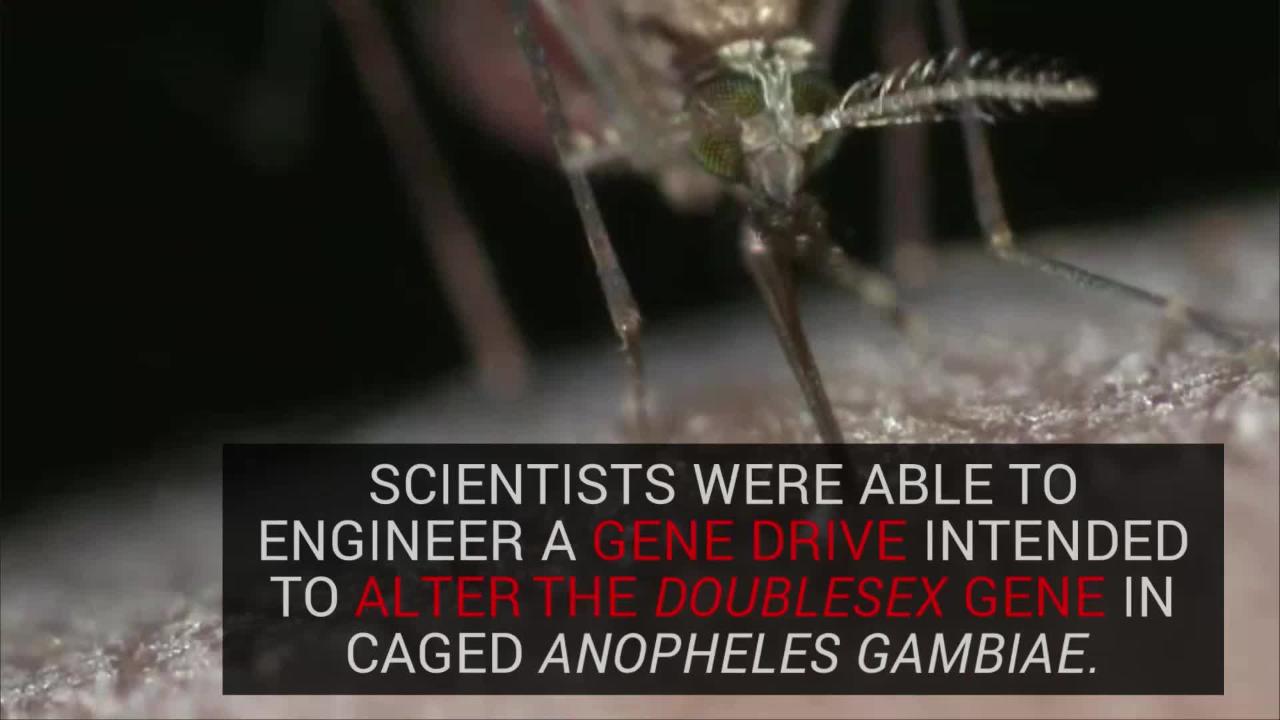 Experiment that kills mosquitoes to stop malaria a success