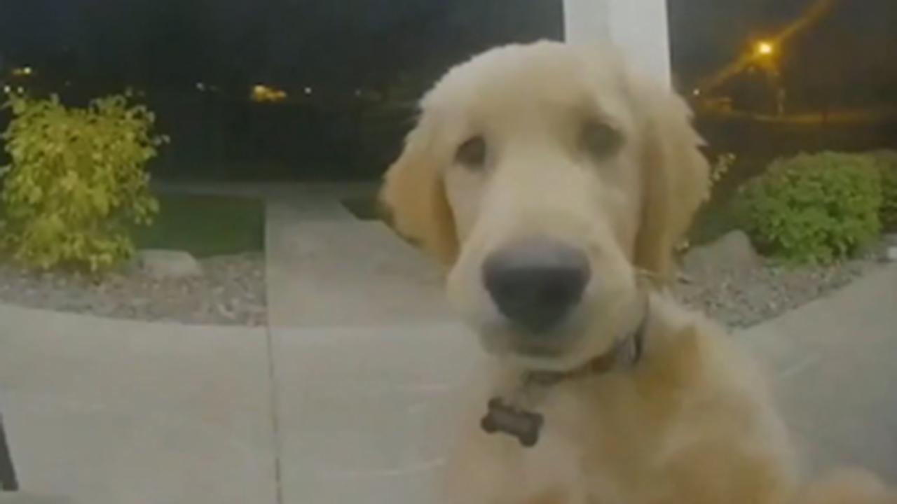 Escaped puppy rings doorbell to get back inside home