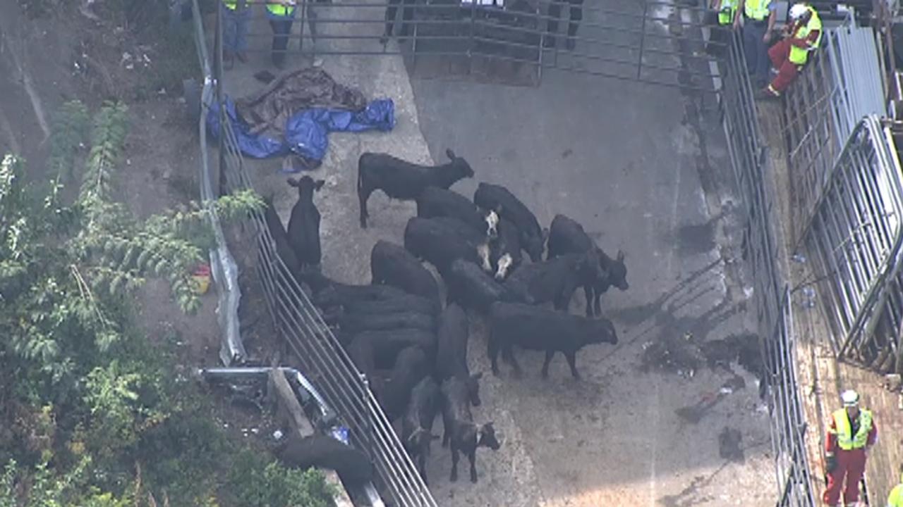 Truck carrying livestock overturns on Interstate 285