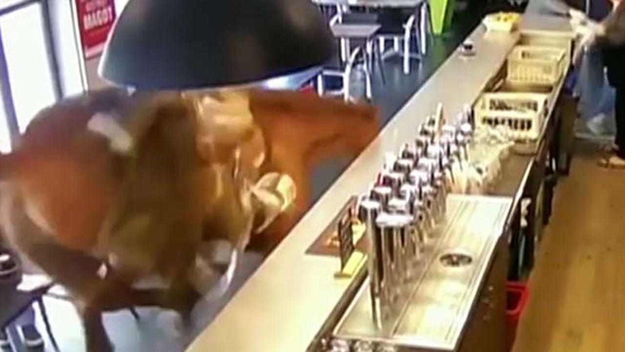 Horse breaks into bar in France