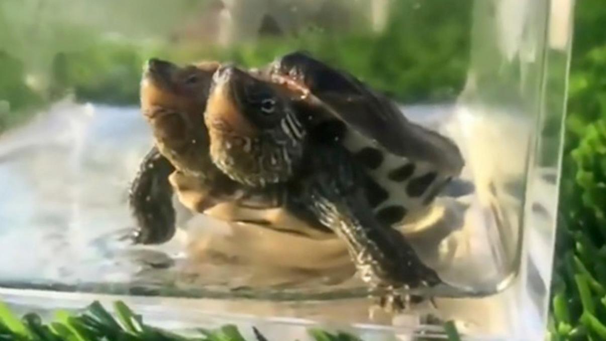 Two-headed turtle thriving in China