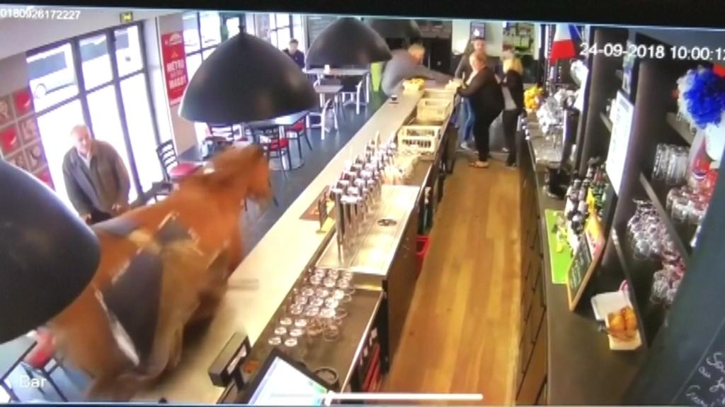 Must see: Runaway horse charges through sports bar
