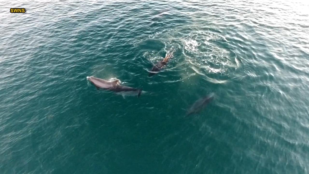 Stunning video: Drone catches pod of dolphins 'dancing'