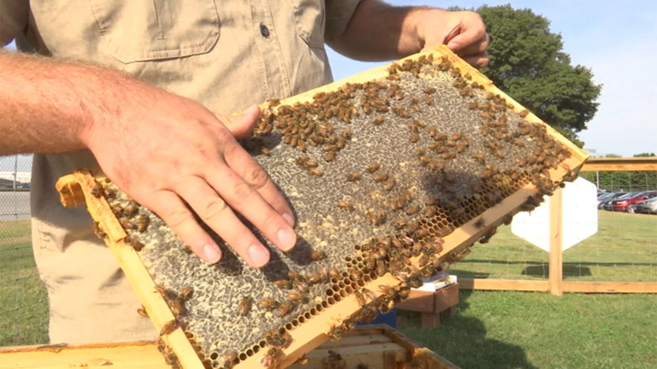 Unusual companies jump into bee biz