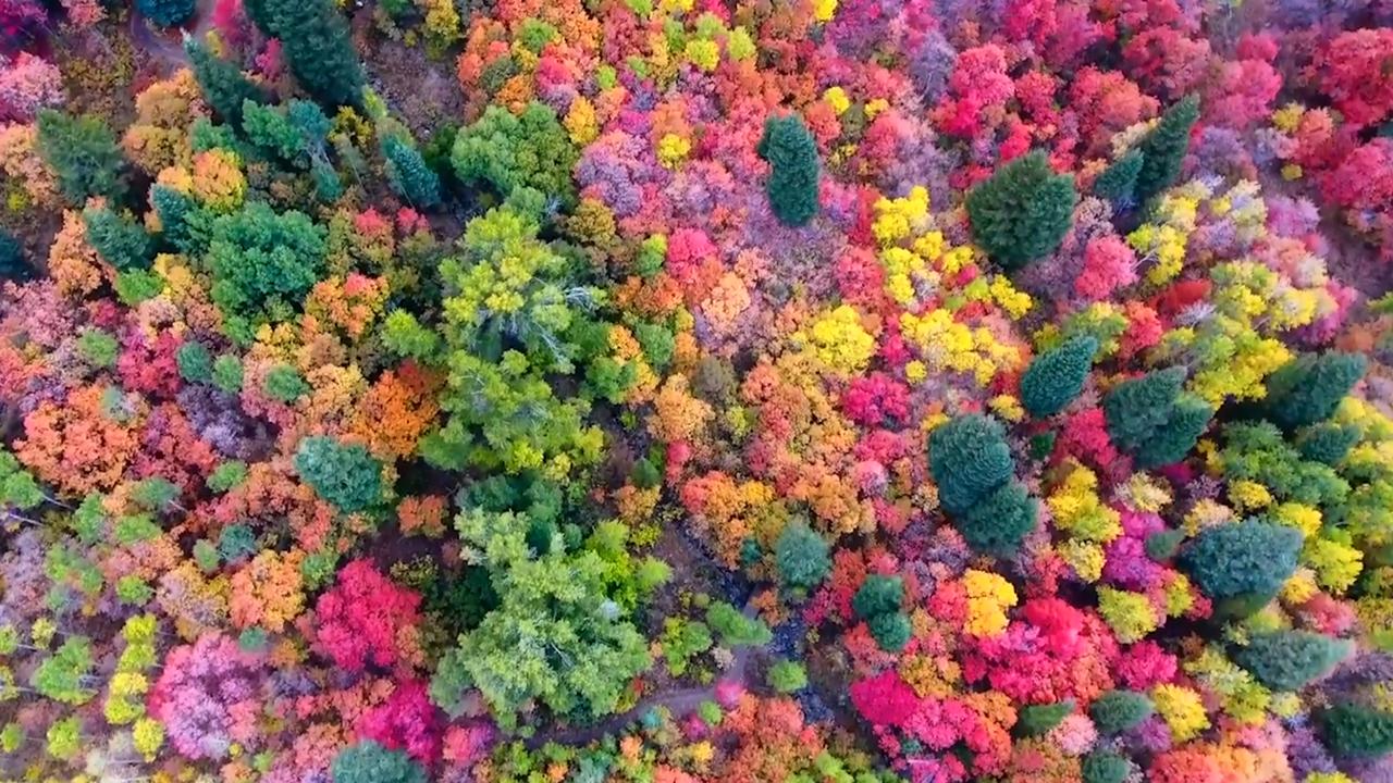 Drone captures incredible fall foliage in Utah