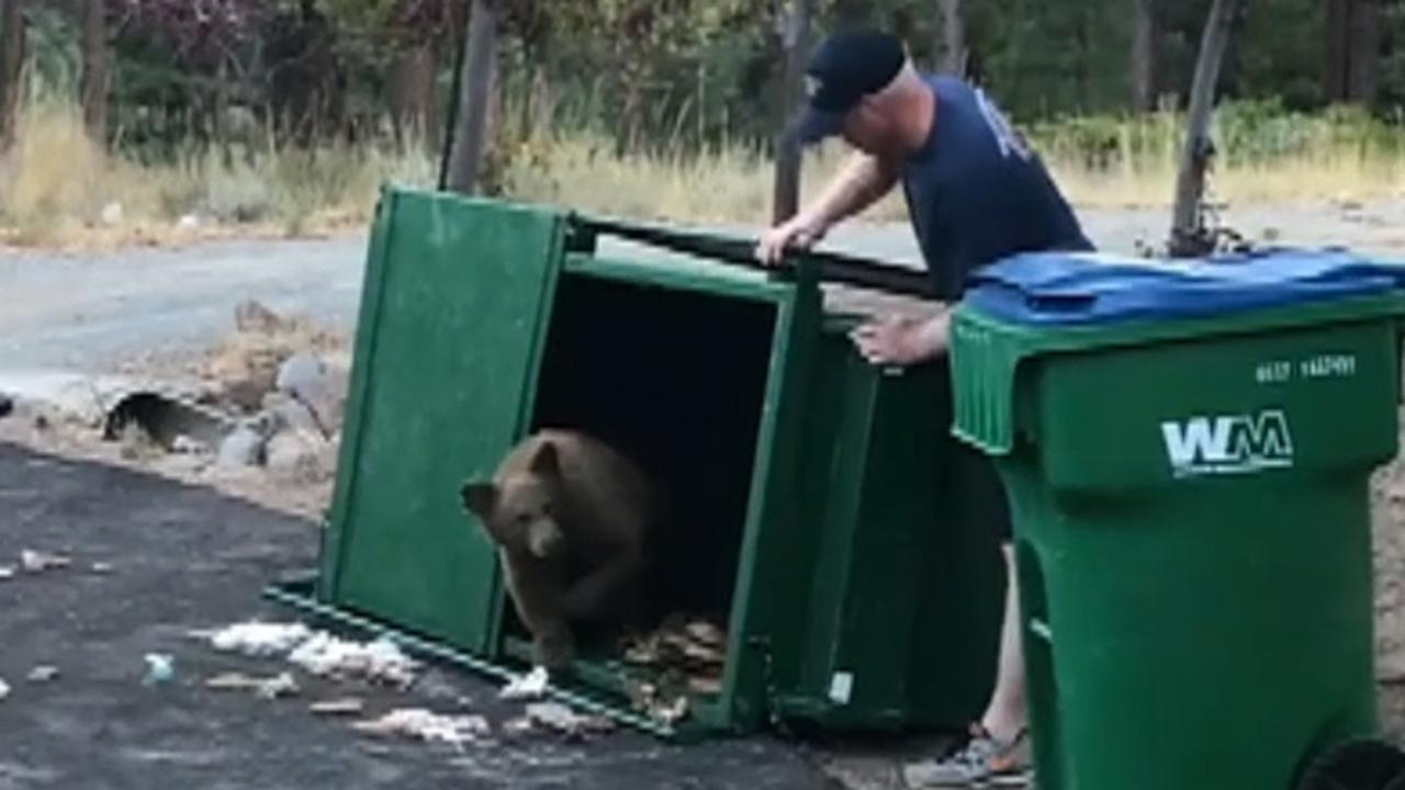 Firefighters help free bear cubs stuck in dumpster 