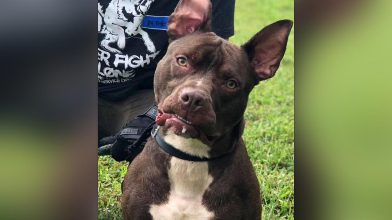 Pit bull saved from euthanasia joins Kennard Police Dept.