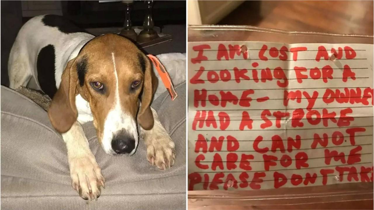 Lost Michigan puppy found wandering with a note