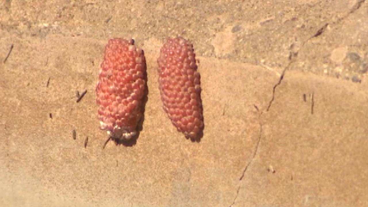 Small snails causing big problems in Arizona
