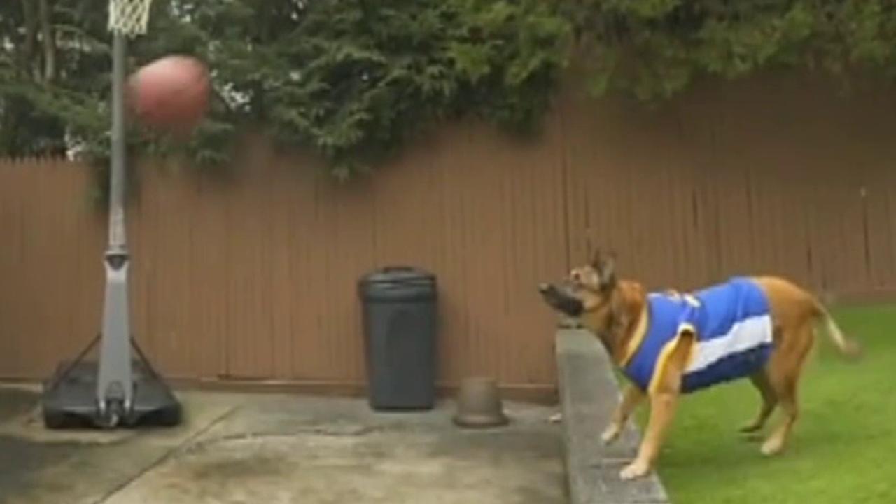 Rescue dog throws perfect 'alley-oop' in viral video