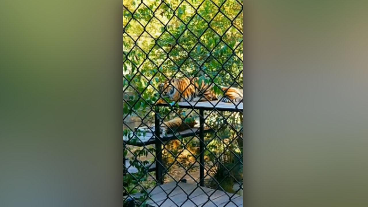 Visitor scales fence near tiger in Oakland Zoo