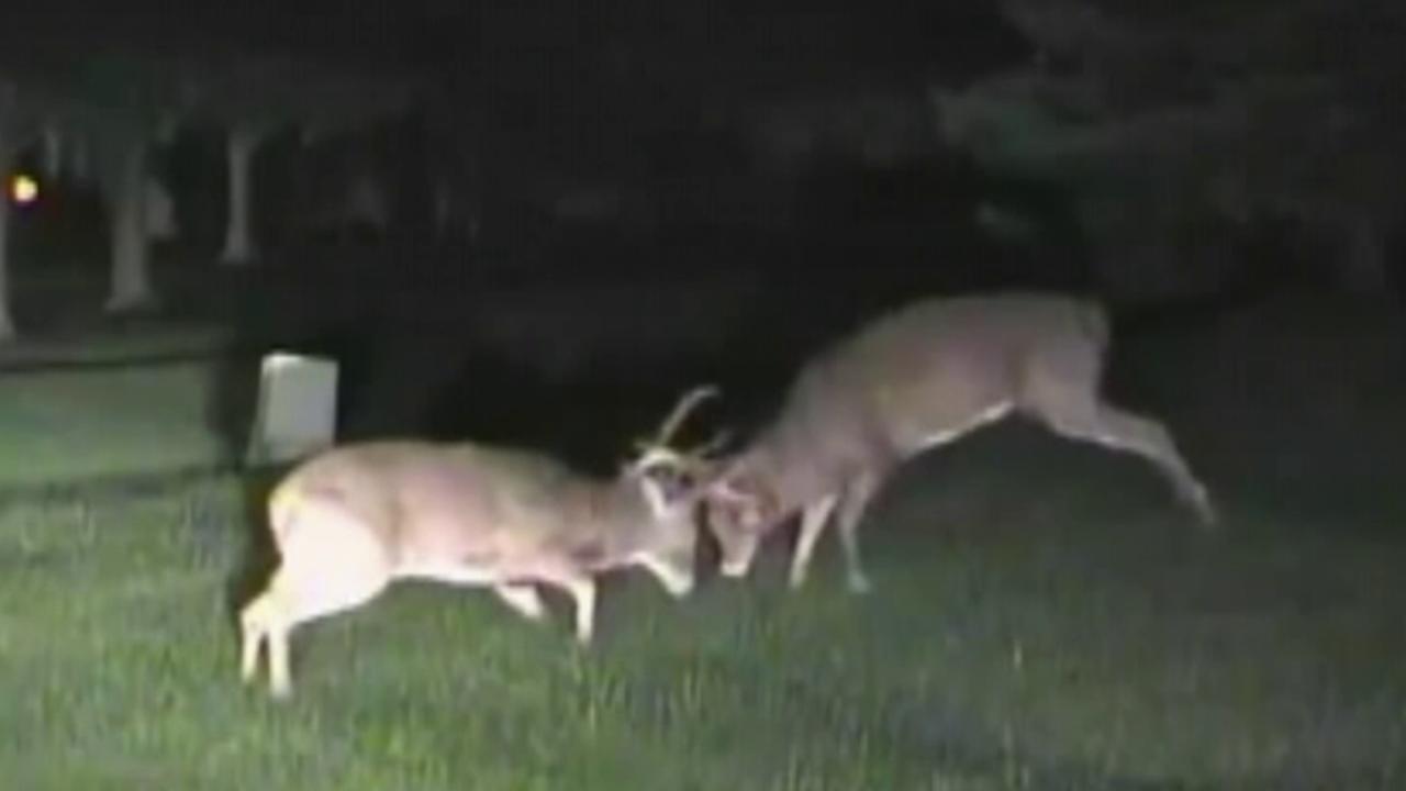 Police dashcam catches two deer fighting