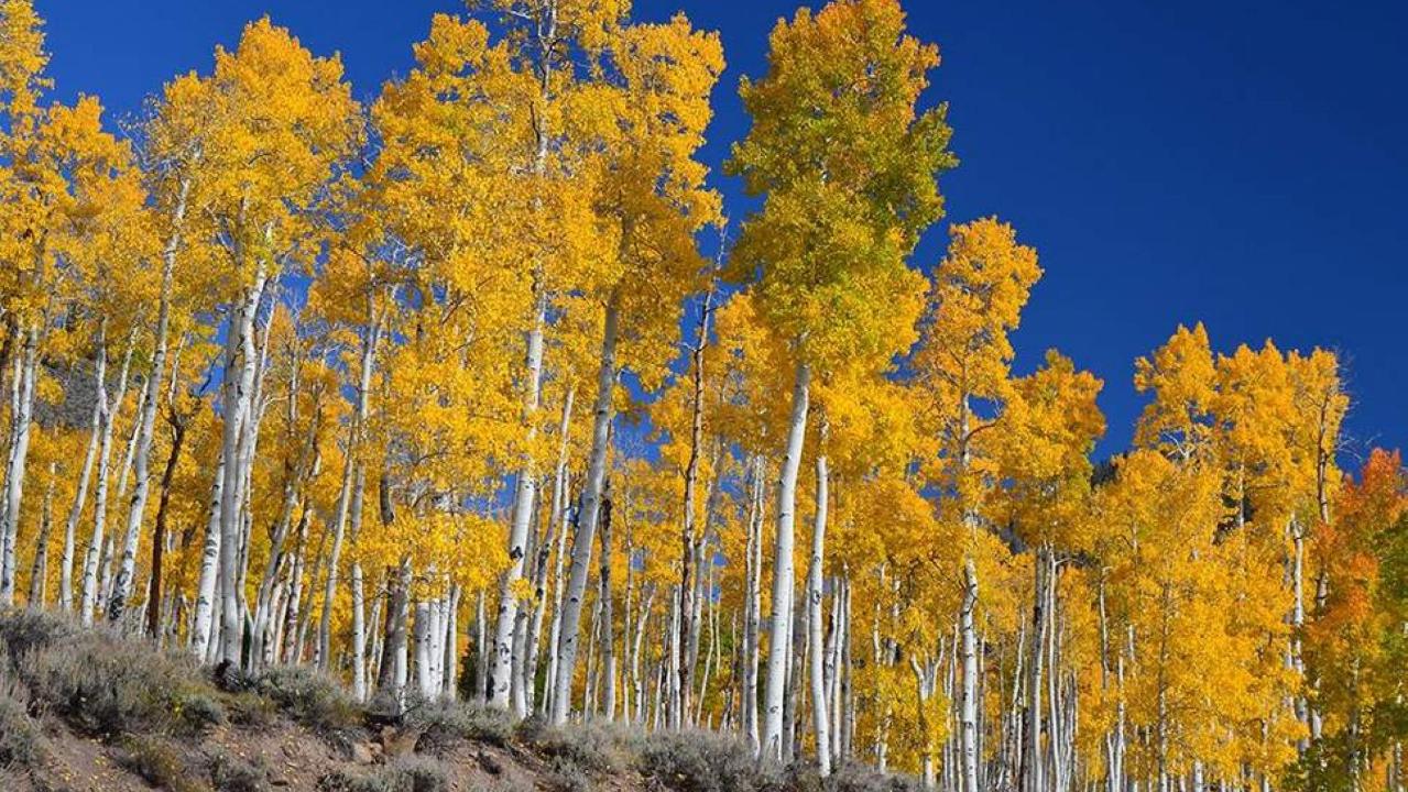 Ancient forest in Utah is dying, scientists warn