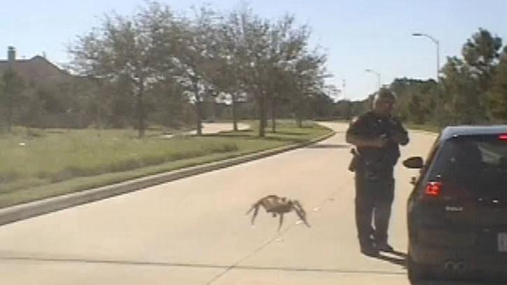 Dashcam footage captures ‘giant’ spider during traffic stop