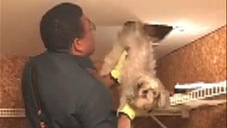 Dog rescued from HVAC duct