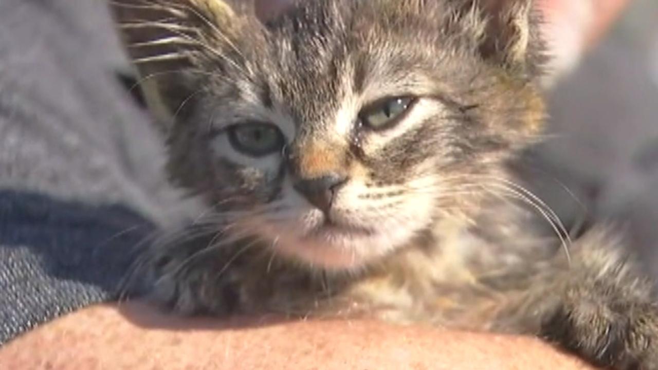 Oregon man saves kitten glued to the road 